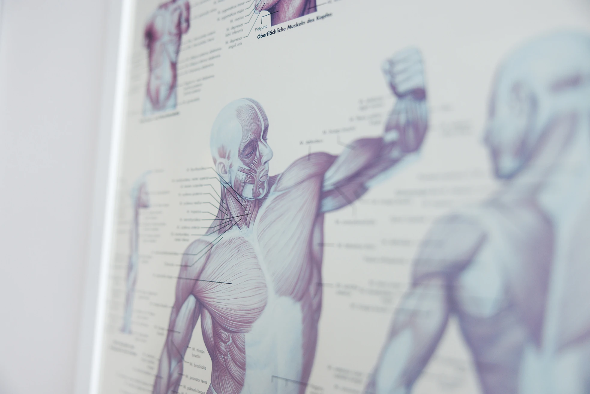 Blaulicht und Rotlicht bei Physita